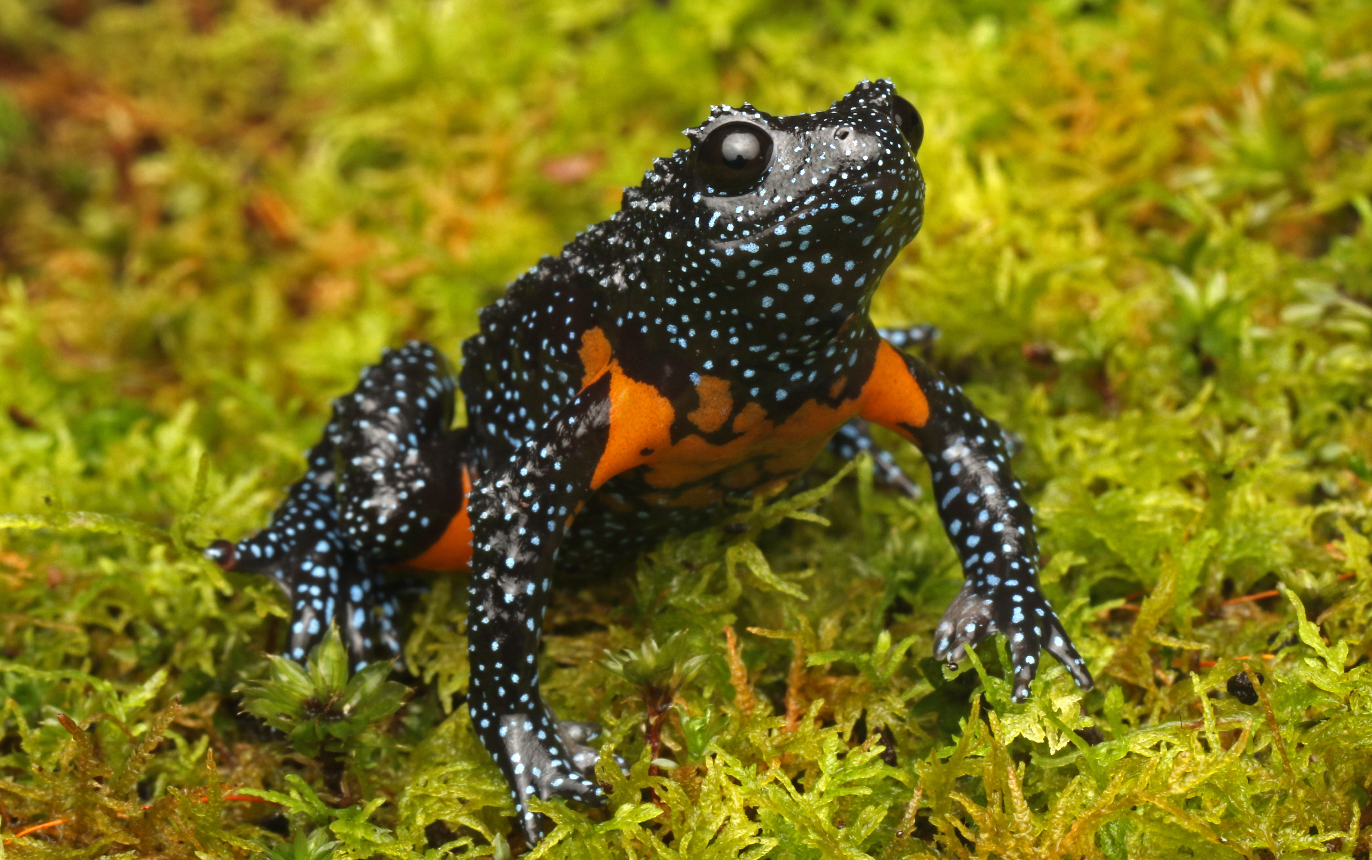 Kerala Western Ghats: Study flags photo tourism threat to galaxy frog Melanobatrachus indicus