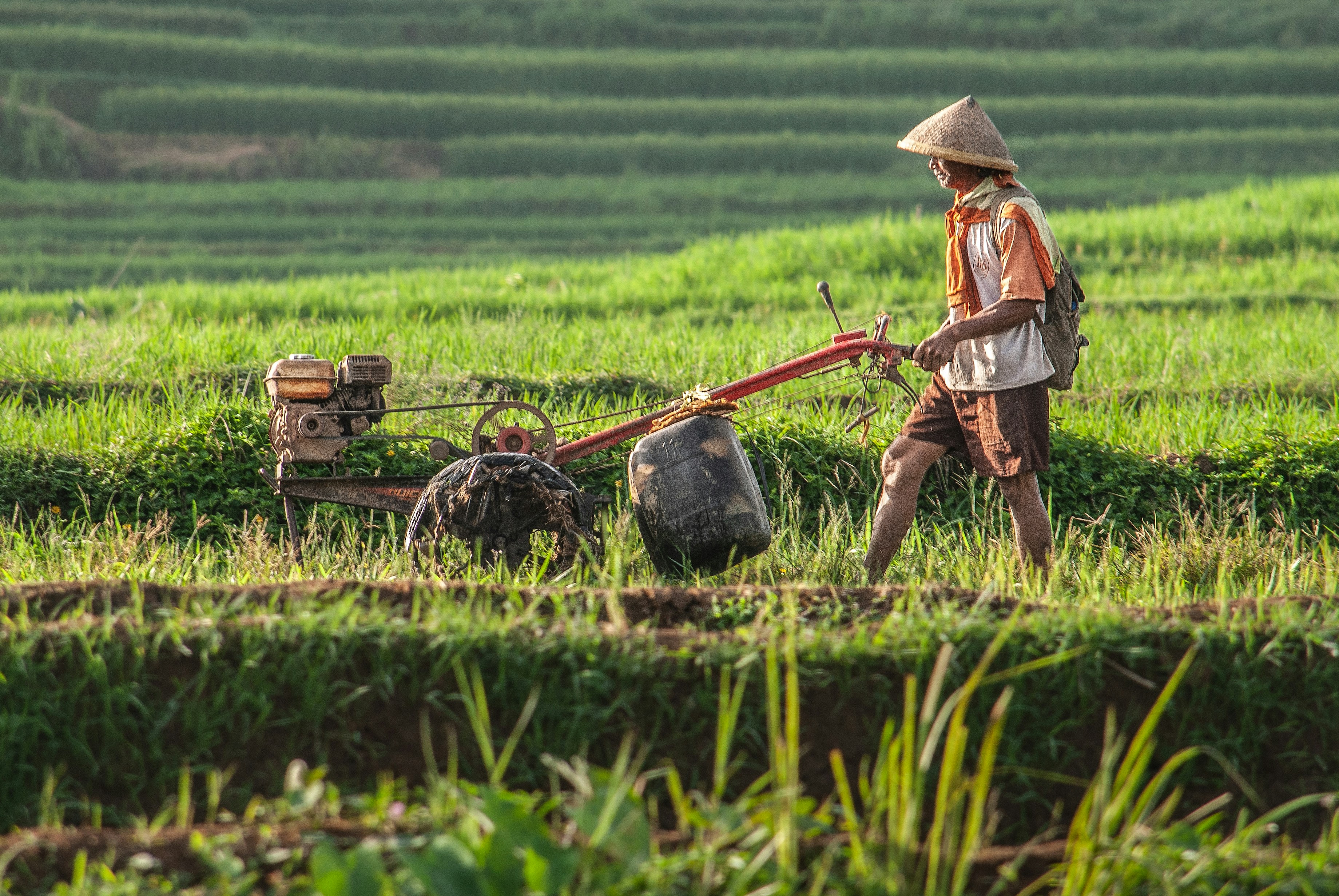 India Surpasses China as World’s Largest Rice Producer at 150 MT