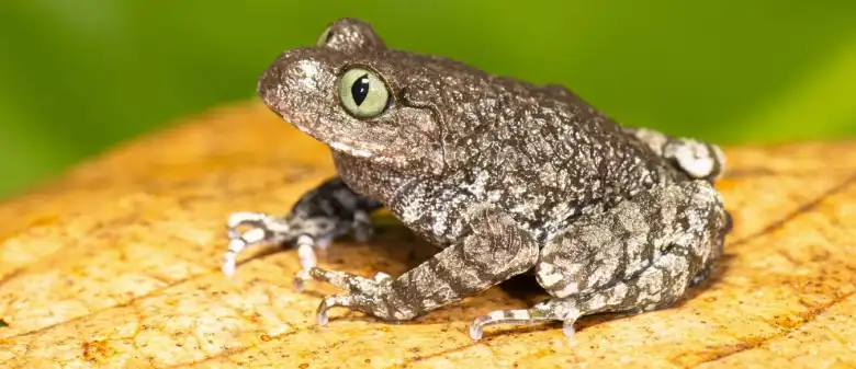Scientists led by S.D. Biju discover two new Leptobrachium frog species in Arunachal Pradesh