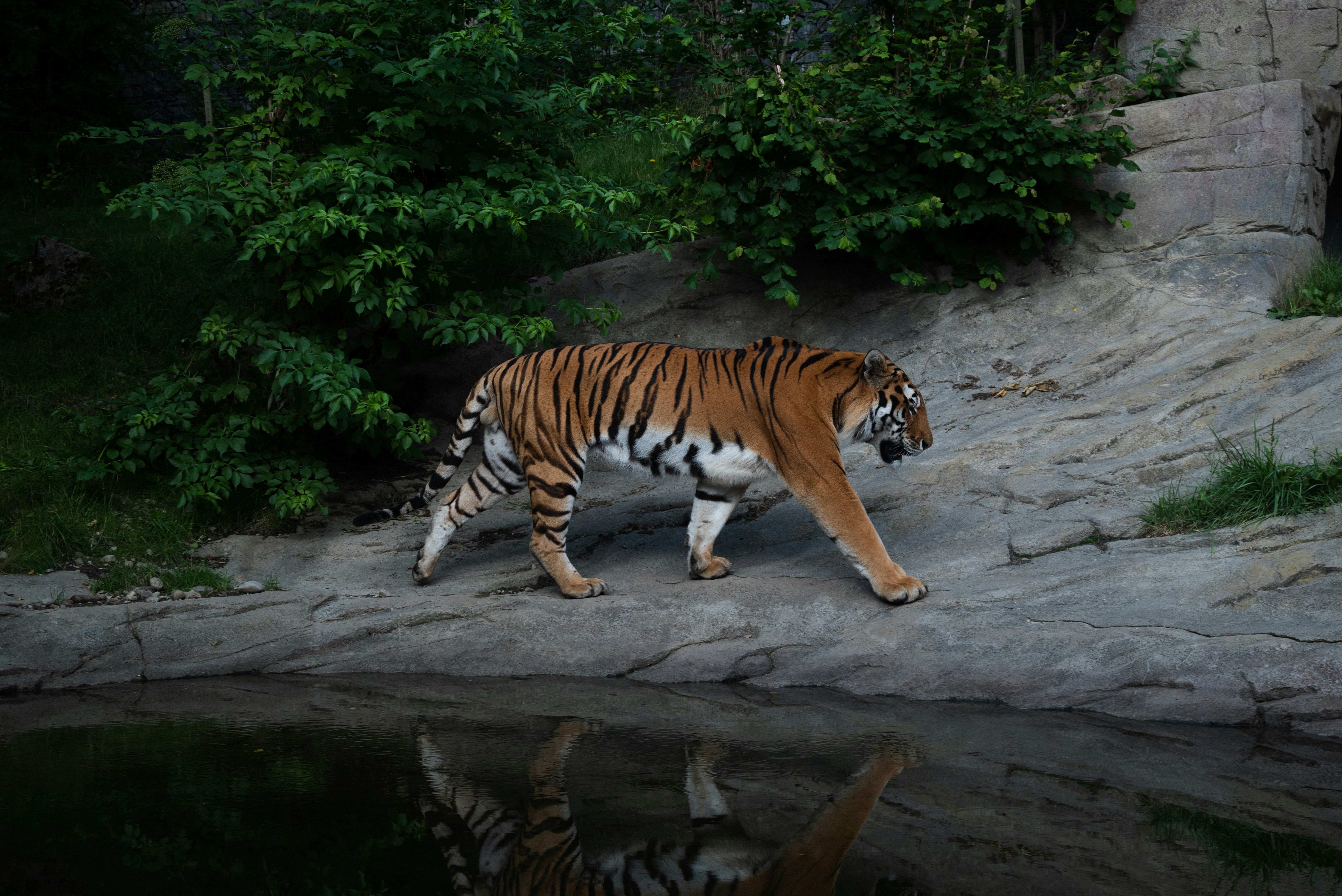 Madhya Pradesh Renames Ratapani Tiger Reserve After Archaeologist V.S. Wakankar
