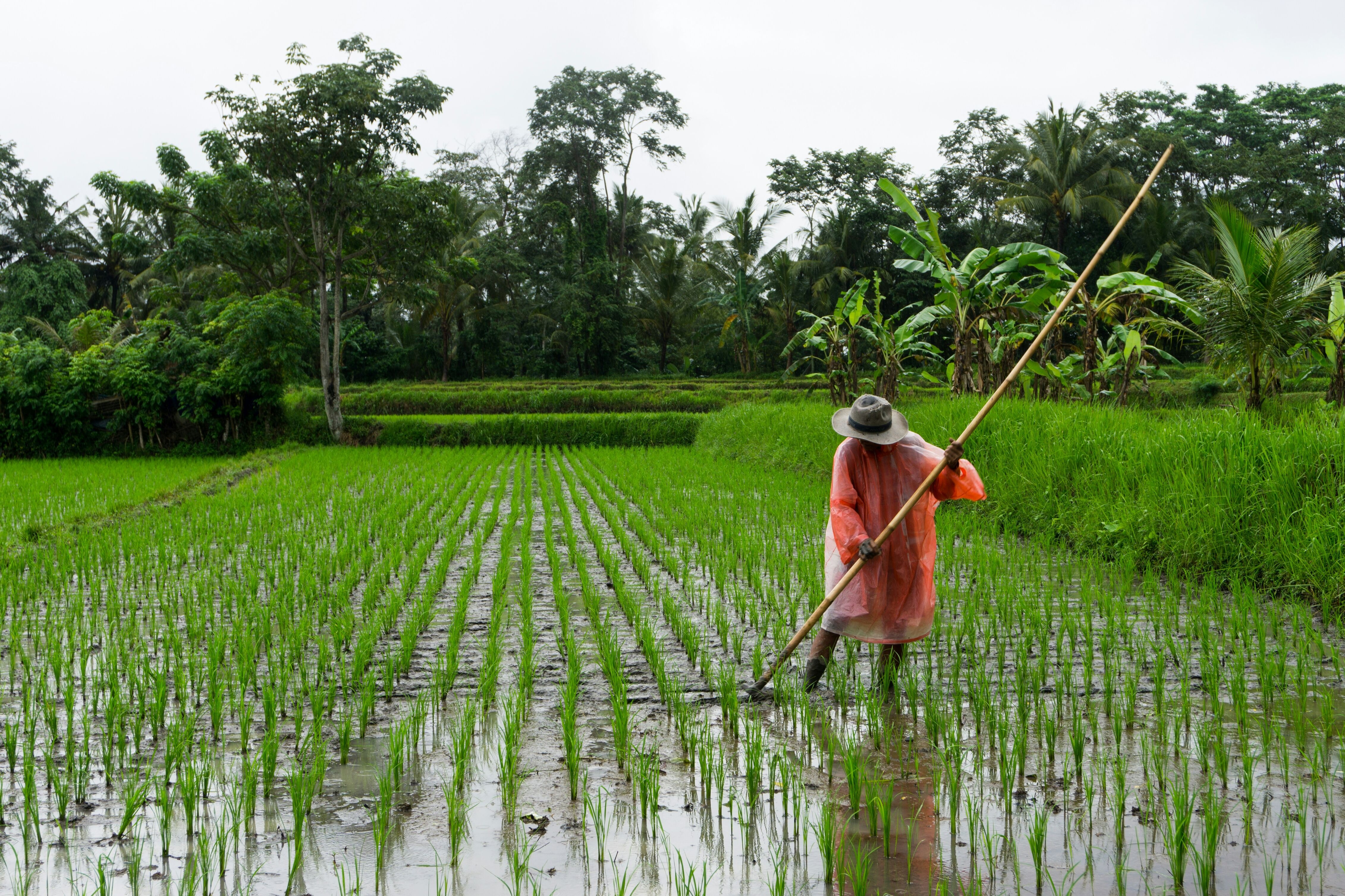 India Overtakes China as World’s Largest Rice Producer at 150.18 Million Tonnes