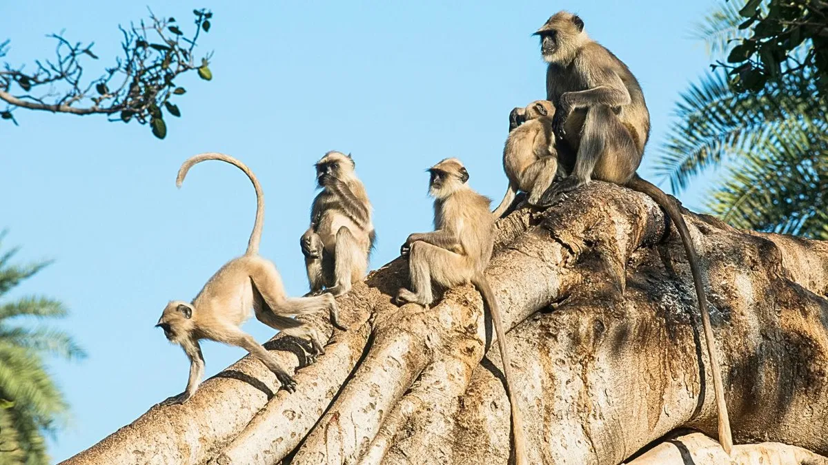 Delhi Government Shifts 6,500 Rescued Monkeys to Asola-Bhatti Sanctuary in Five Years