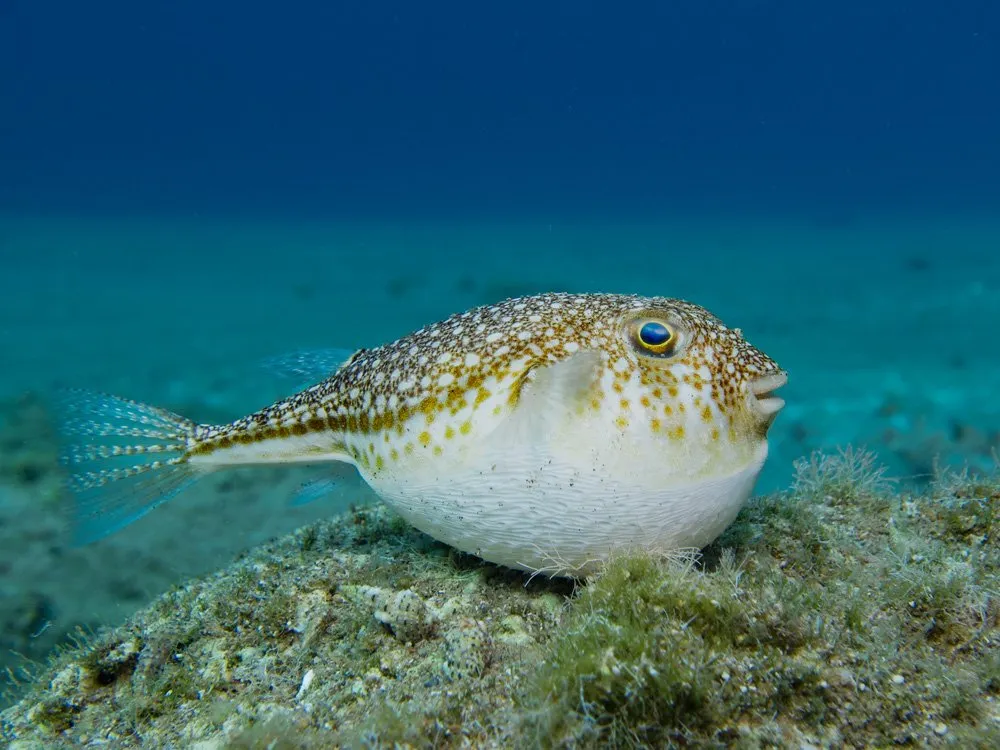 Scientists Confirm India’s First Pufferfish Poisoning Case Linked to Tetrodotoxin