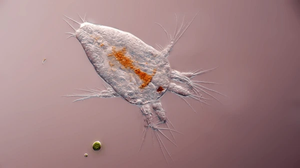 Indiaphonte bijoyi: New genus and species of crustacean discovered in Lakshadweep