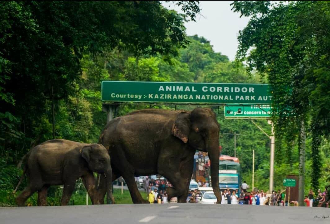 PM Performs Bhoomi Pujan for Kaziranga Elevated Wildlife Corridor Project in Assam