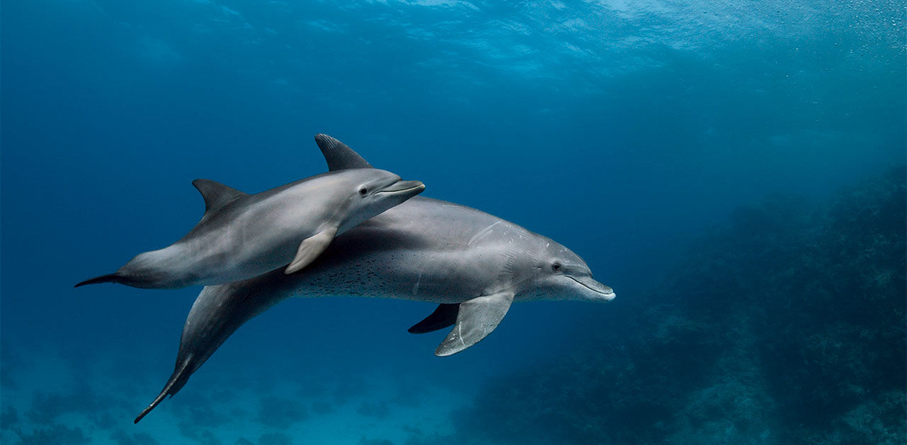India’s Dolphin Survey Expands to Irrawaddy Dolphin in Sundarbans and Odisha