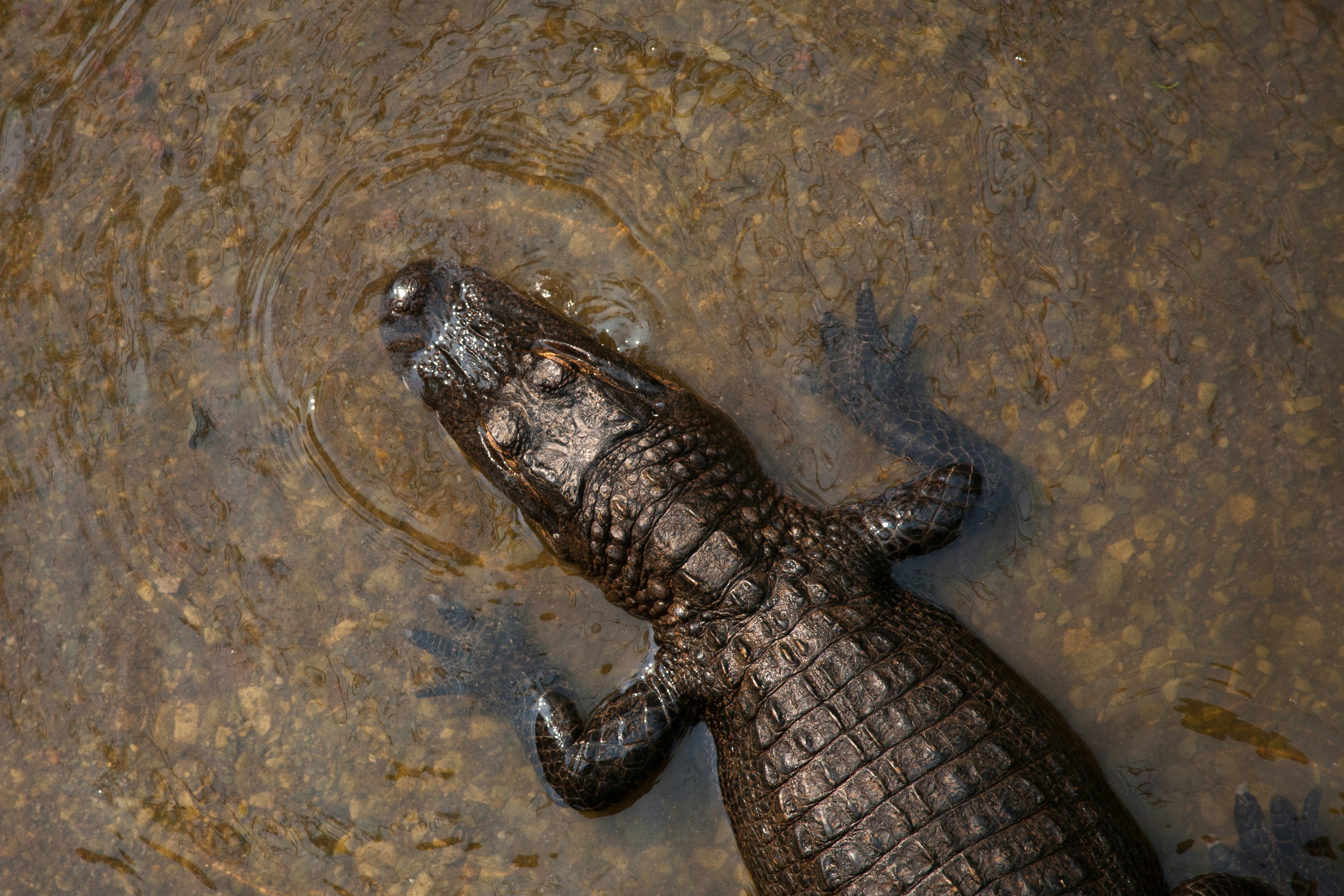 Odisha’s Saltwater Crocodile Count Rises in 2026 Census at Bhitarkanika National Park