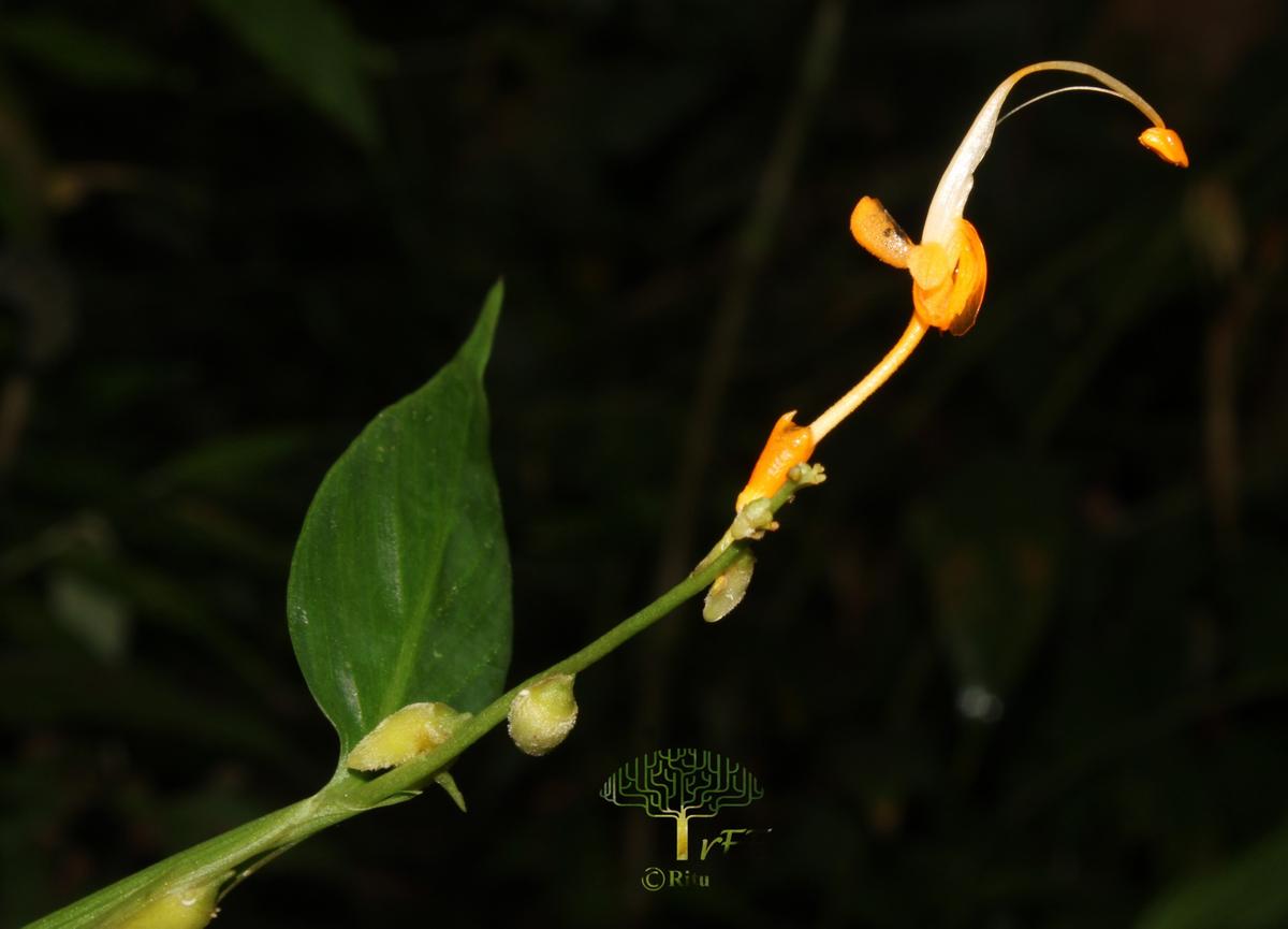 New Ginger Species Parakaempferia alba Discovered in Arunachal Pradesh’s Siang Valley