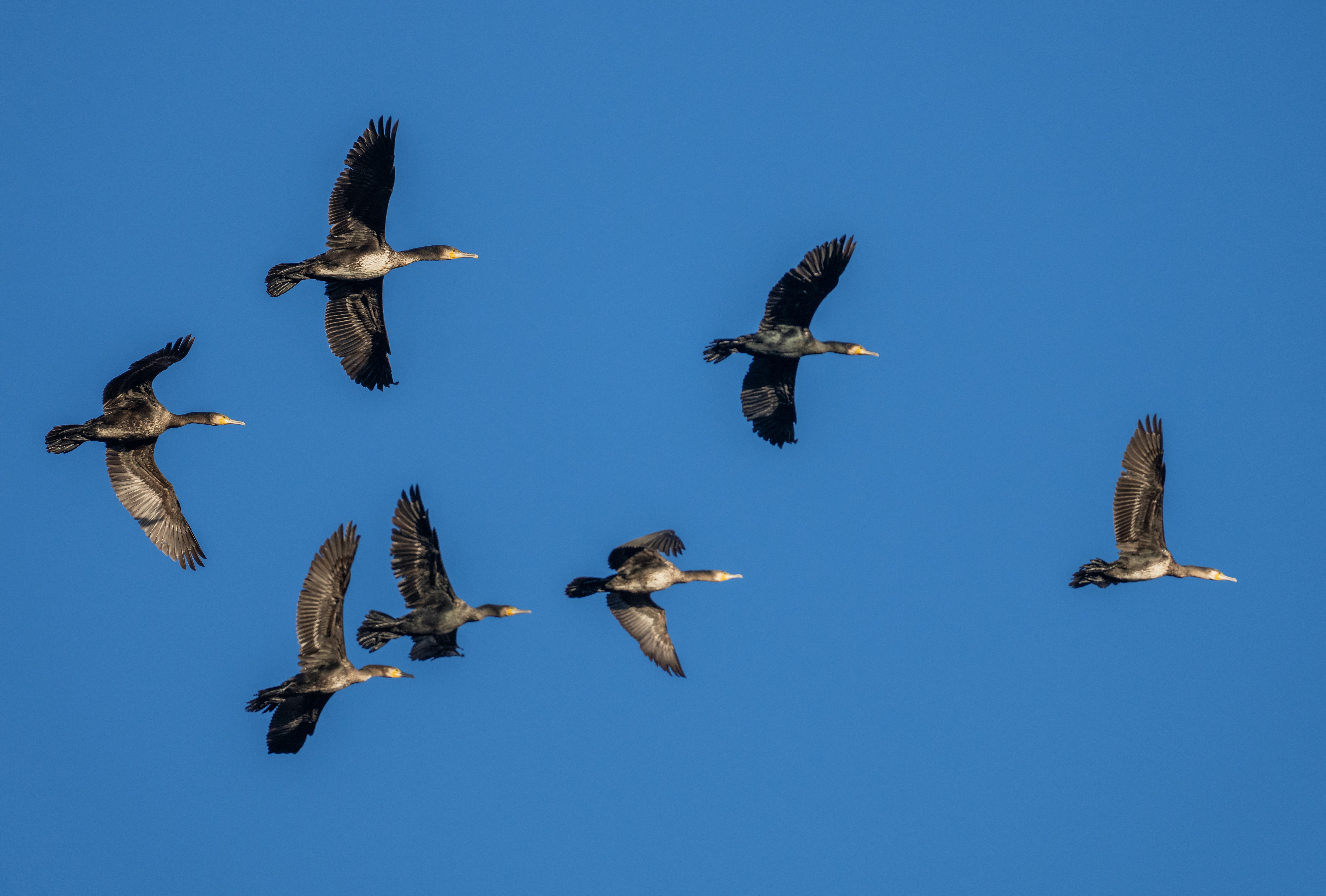 Odisha’s Bhitarkanika National Park Records Marginal Rise in Migratory Bird Count