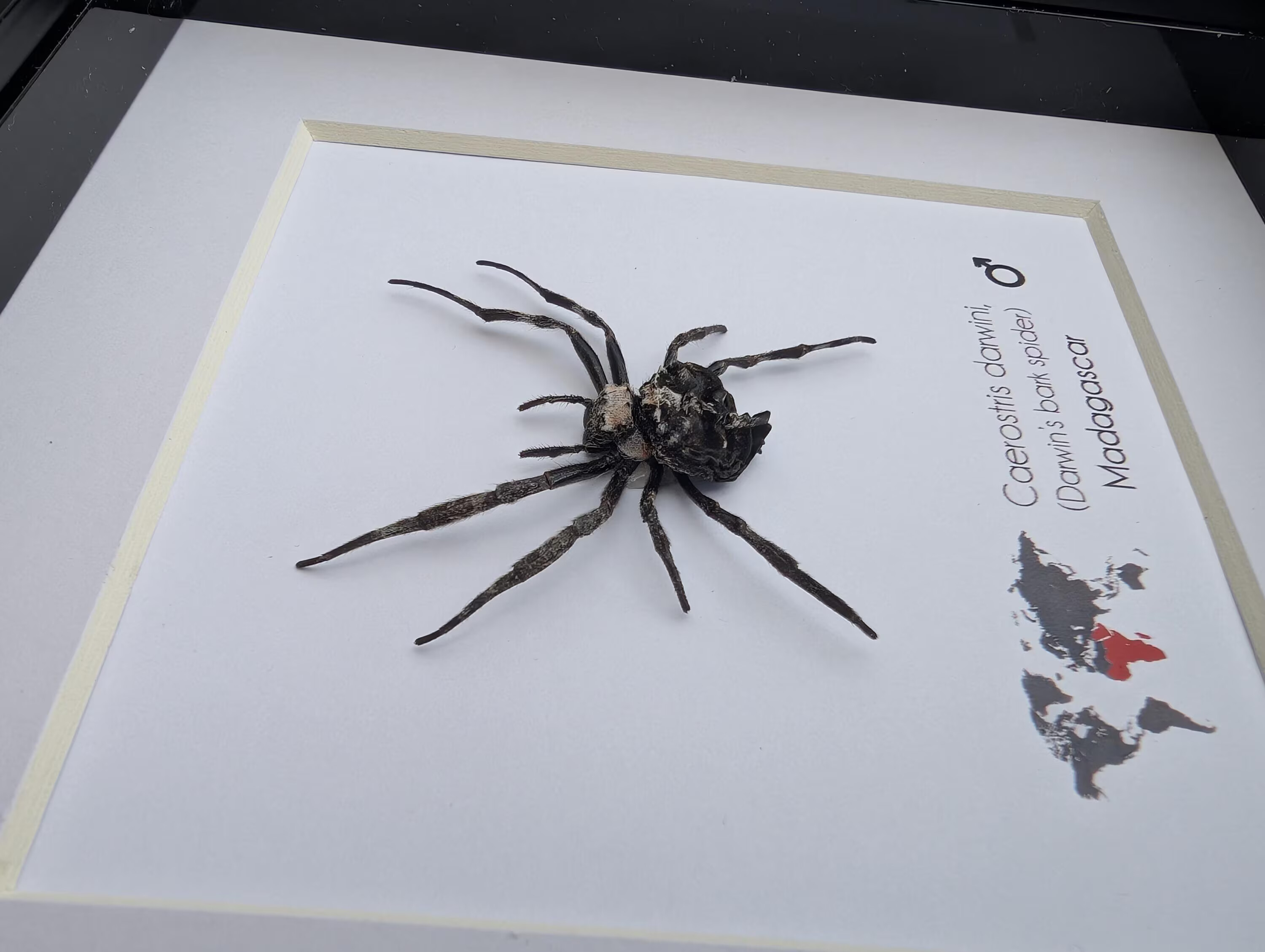 Caerostris darwini in Madagascar: river-spanning orb webs up to 25 metres wide