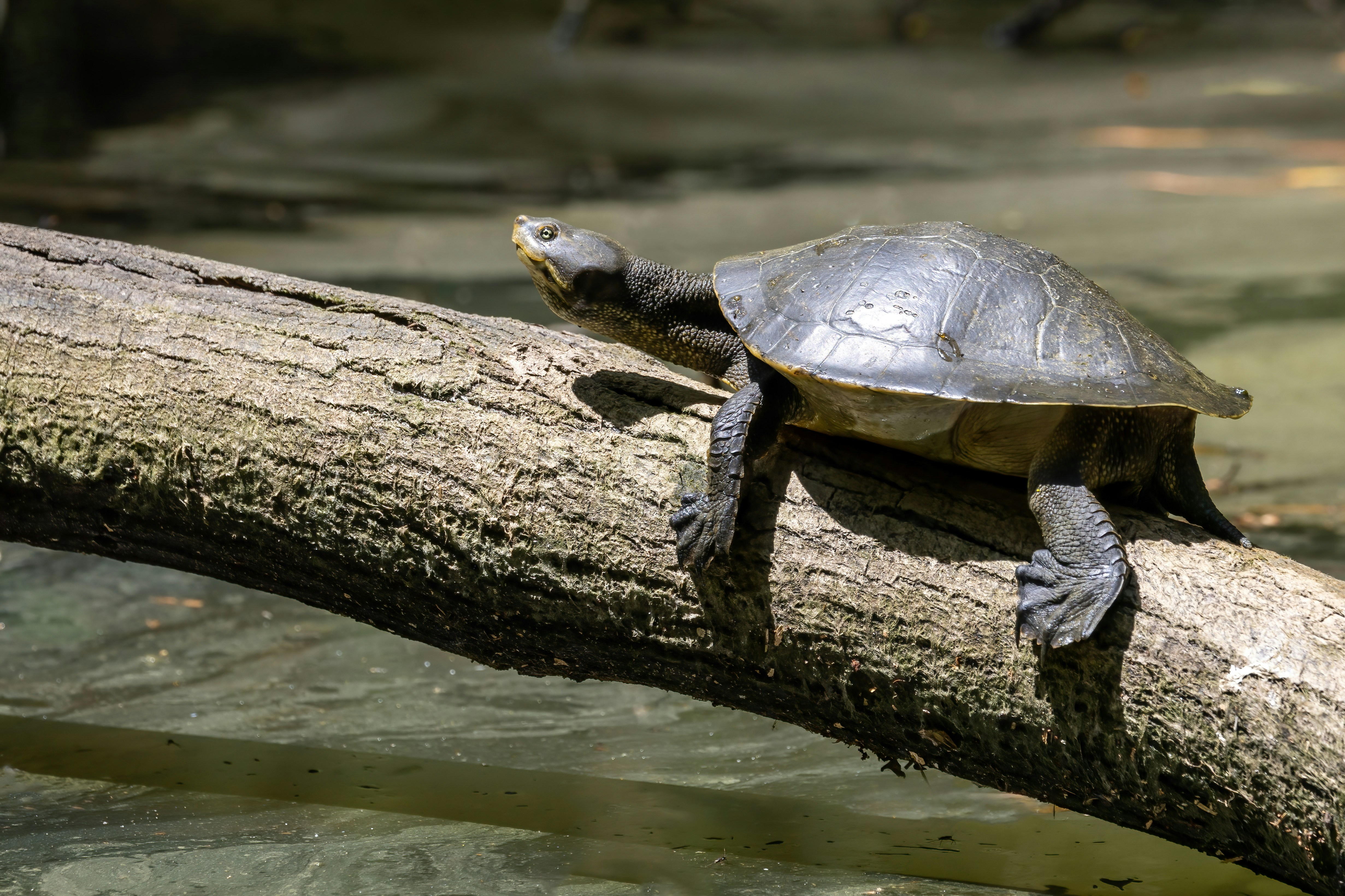 Coimbatore Water Bodies Face Invasive Threat From Red-Eared Slider Turtle Pet Trade