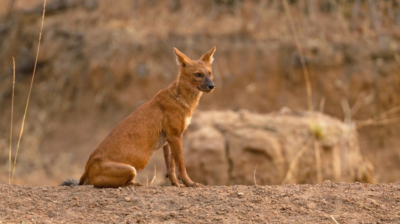 Asiatic Wild Dog ‘Dhole’ Sighted for First Time in Ratapani Tiger Reserve, Madhya Pradesh