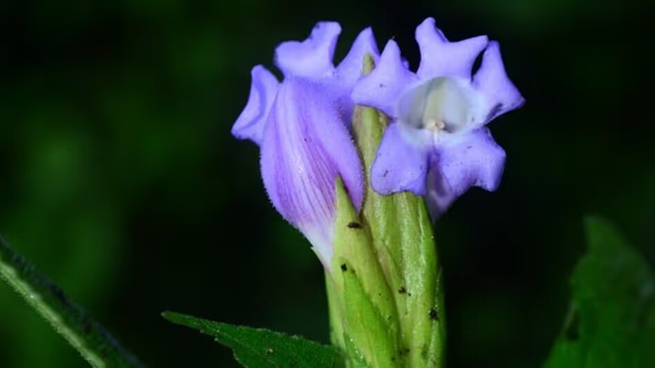 Botanical Survey of India Records New Species Strobilanthes riteshii in Arunachal Pradesh