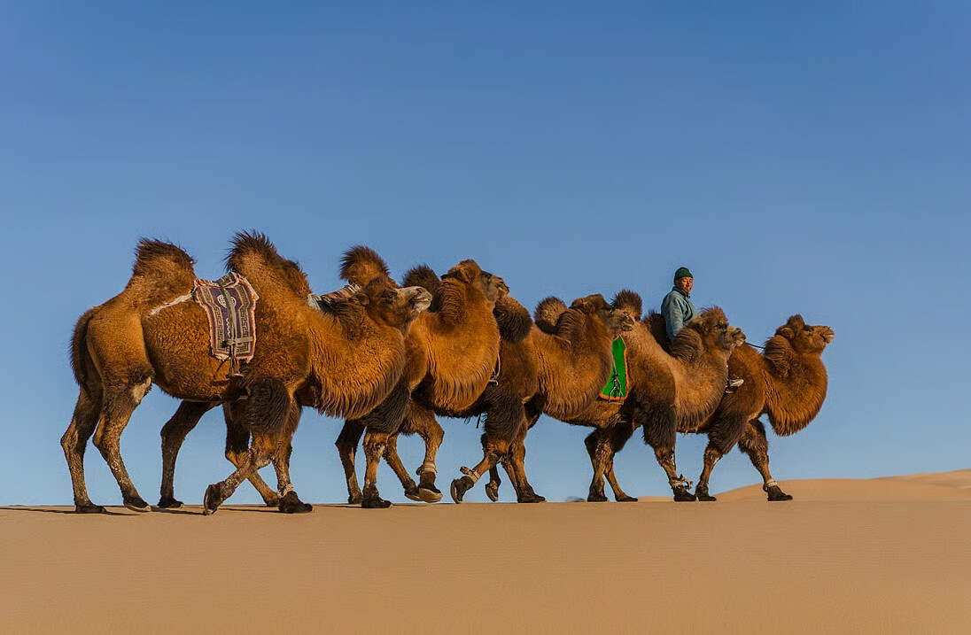 2026 Republic Day Parade Features Two Bactrian Camels, Cold-Desert Adapted Species