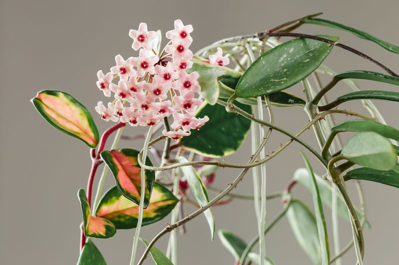 Hoya nagaensis: New Hoya (waxflower) species recorded from Nagaland, Kew Bulletin