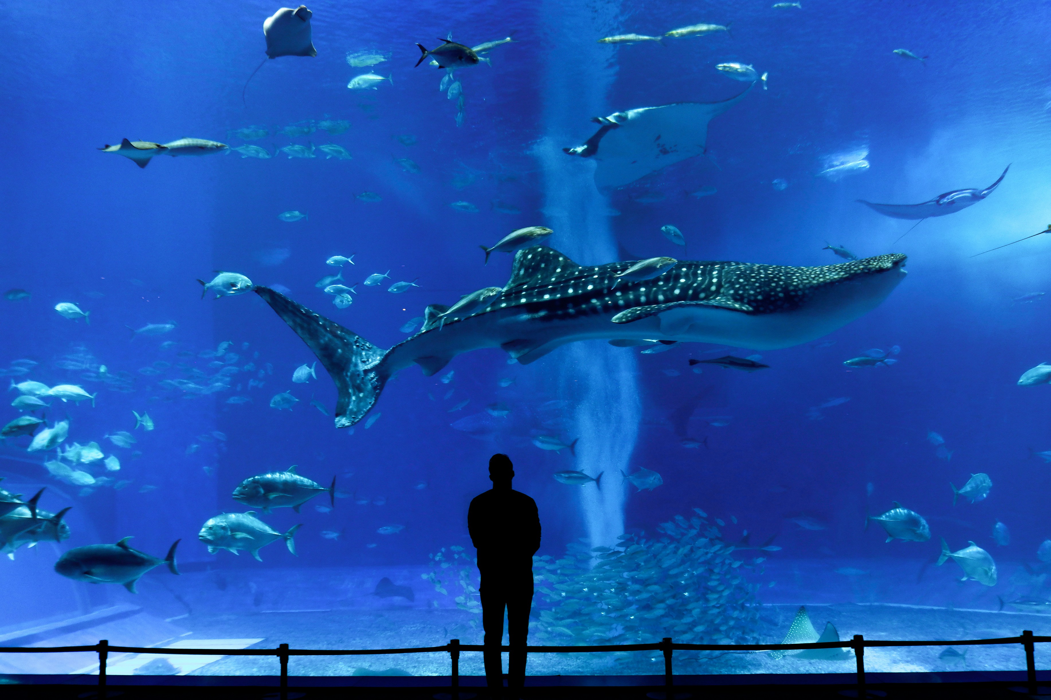 Rare whale shark sighting off Visakhapatnam coast highlights marine conservation concerns