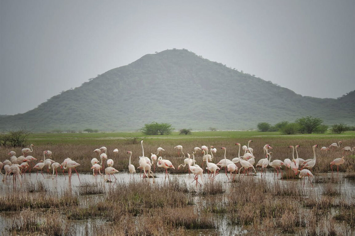 Patna Bird Sanctuary, Etah and Chhari-Dhand, Kutch Declared New Ramsar Sites