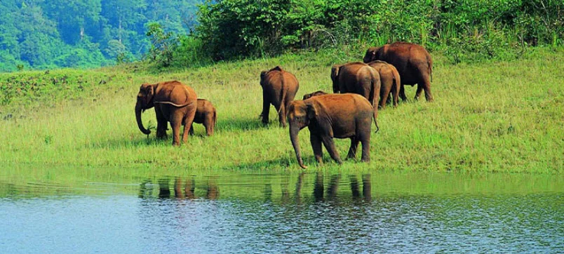 Sunabeda Wildlife Sanctuary, Odisha: Leopard Population Estimated at Over 70