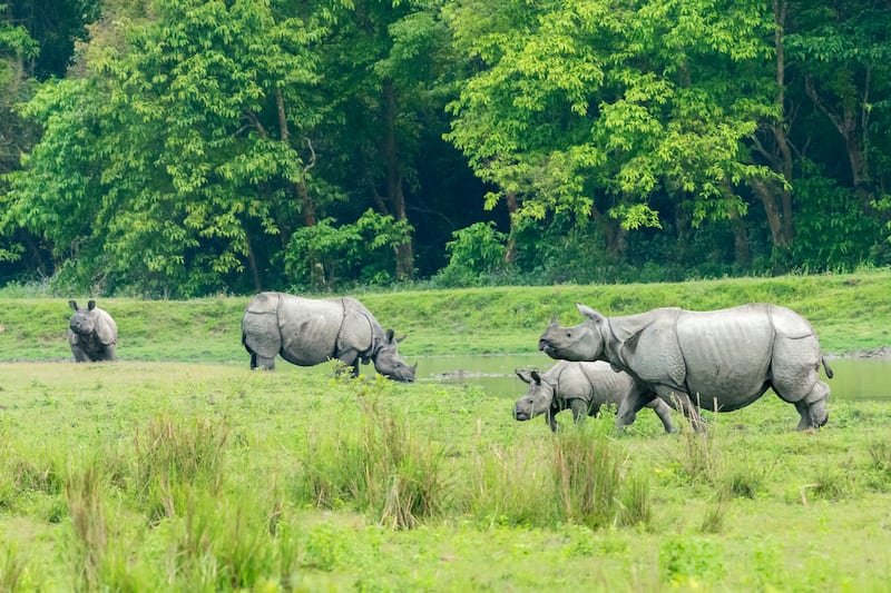 Kaziranga National Park in Assam