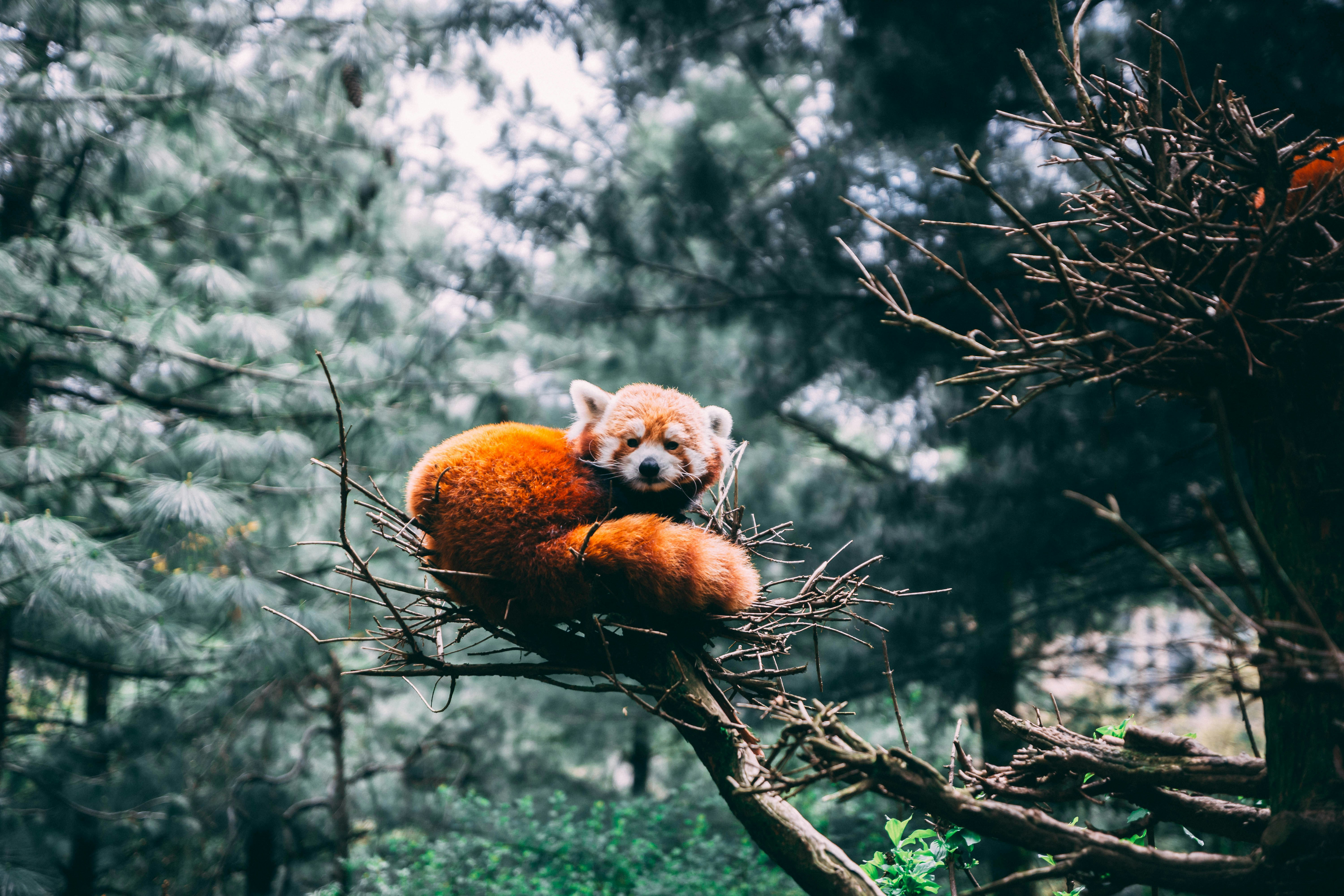 Mehao Wildlife Sanctuary, Arunachal Pradesh