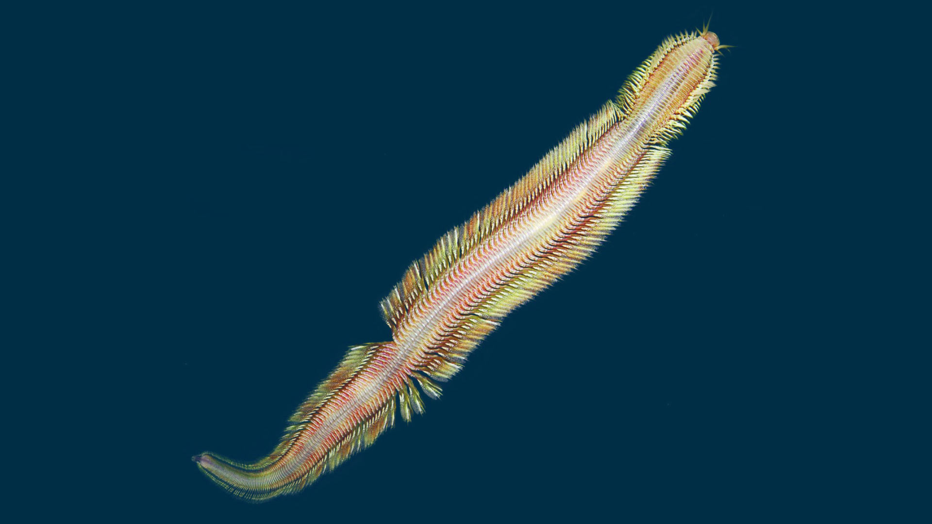 New ‘Bio-Warrior’ Marine Worms