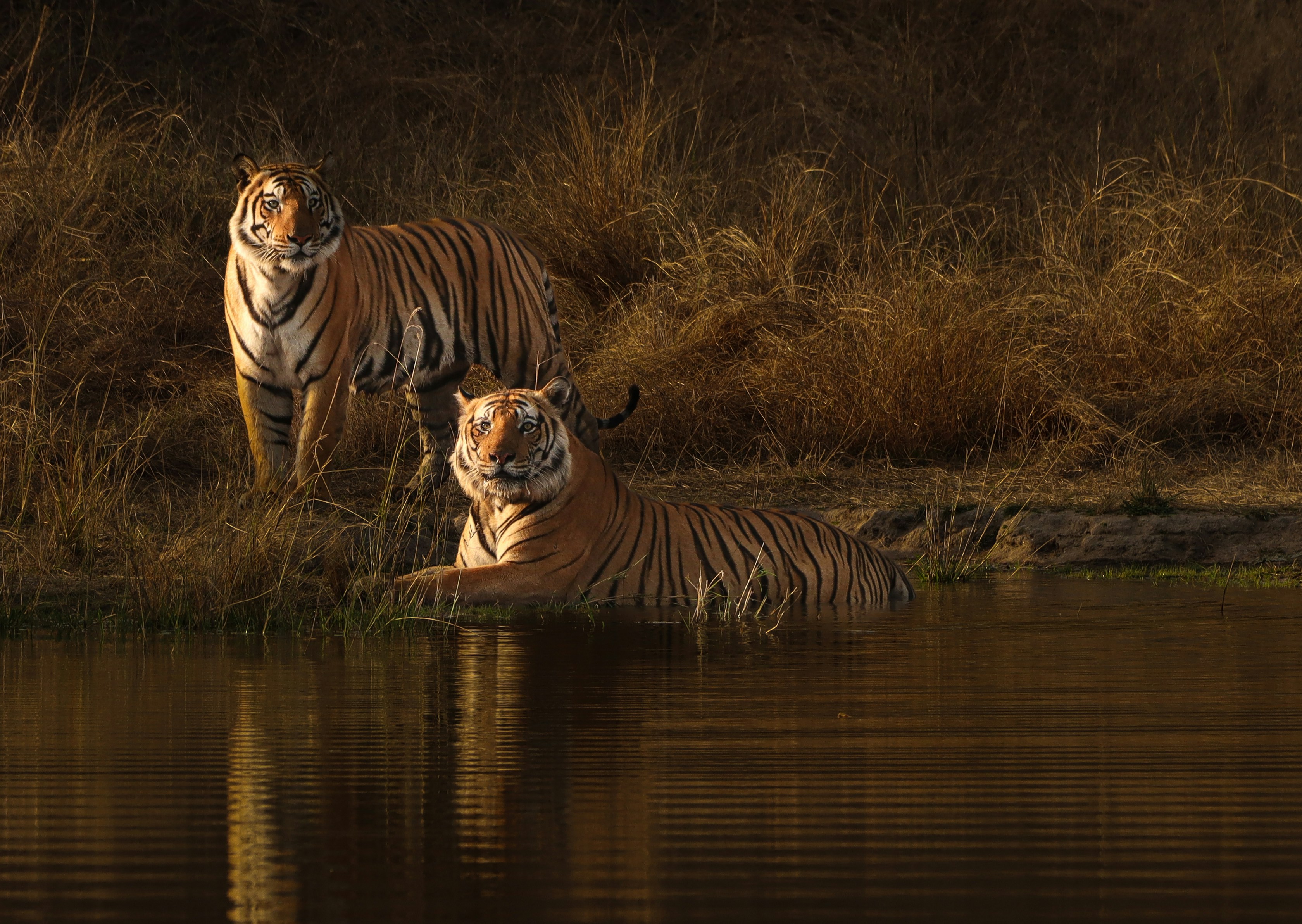 Sahyadri Tiger Reserve