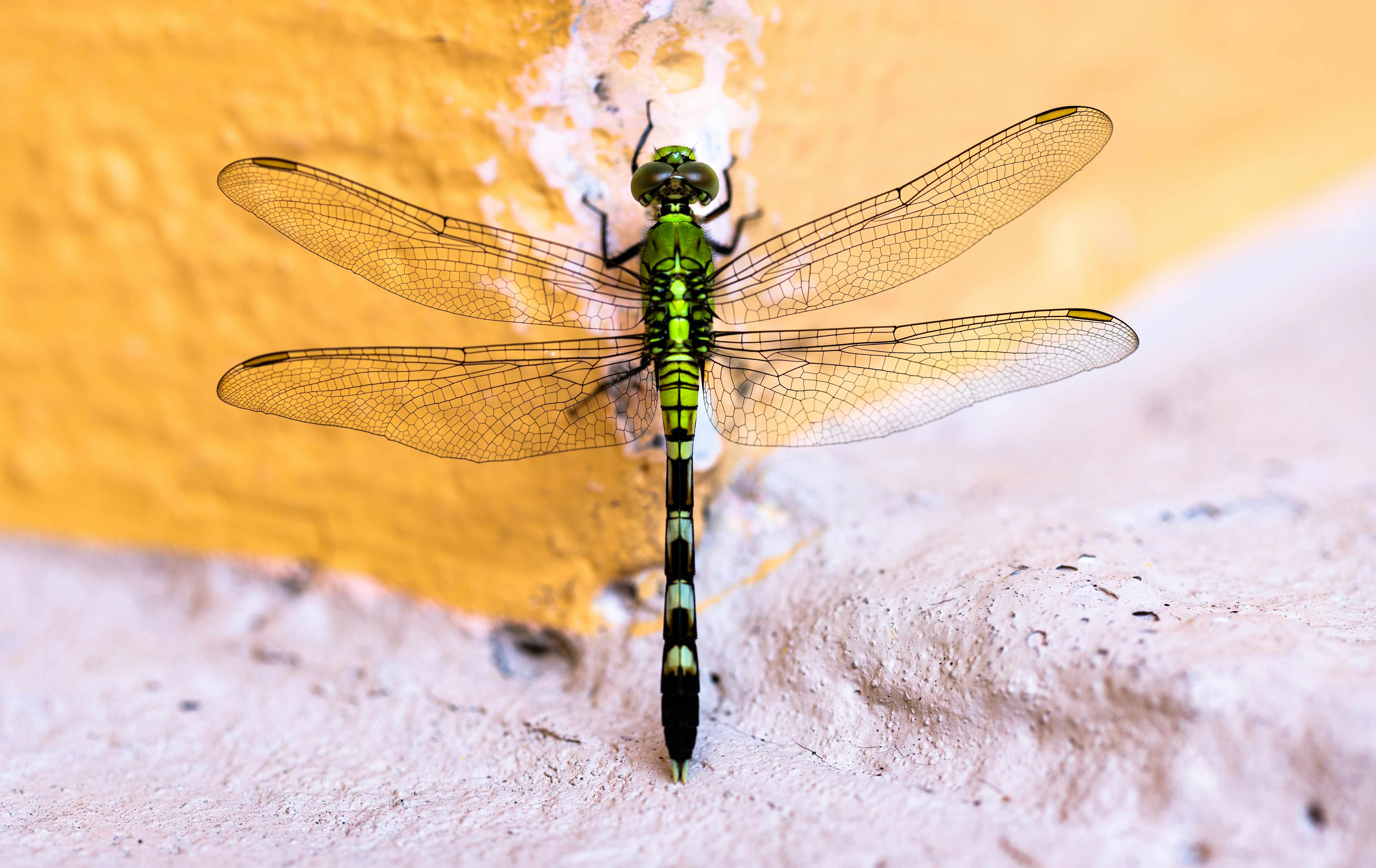 Kerala’s New Lyriothemis Species Found