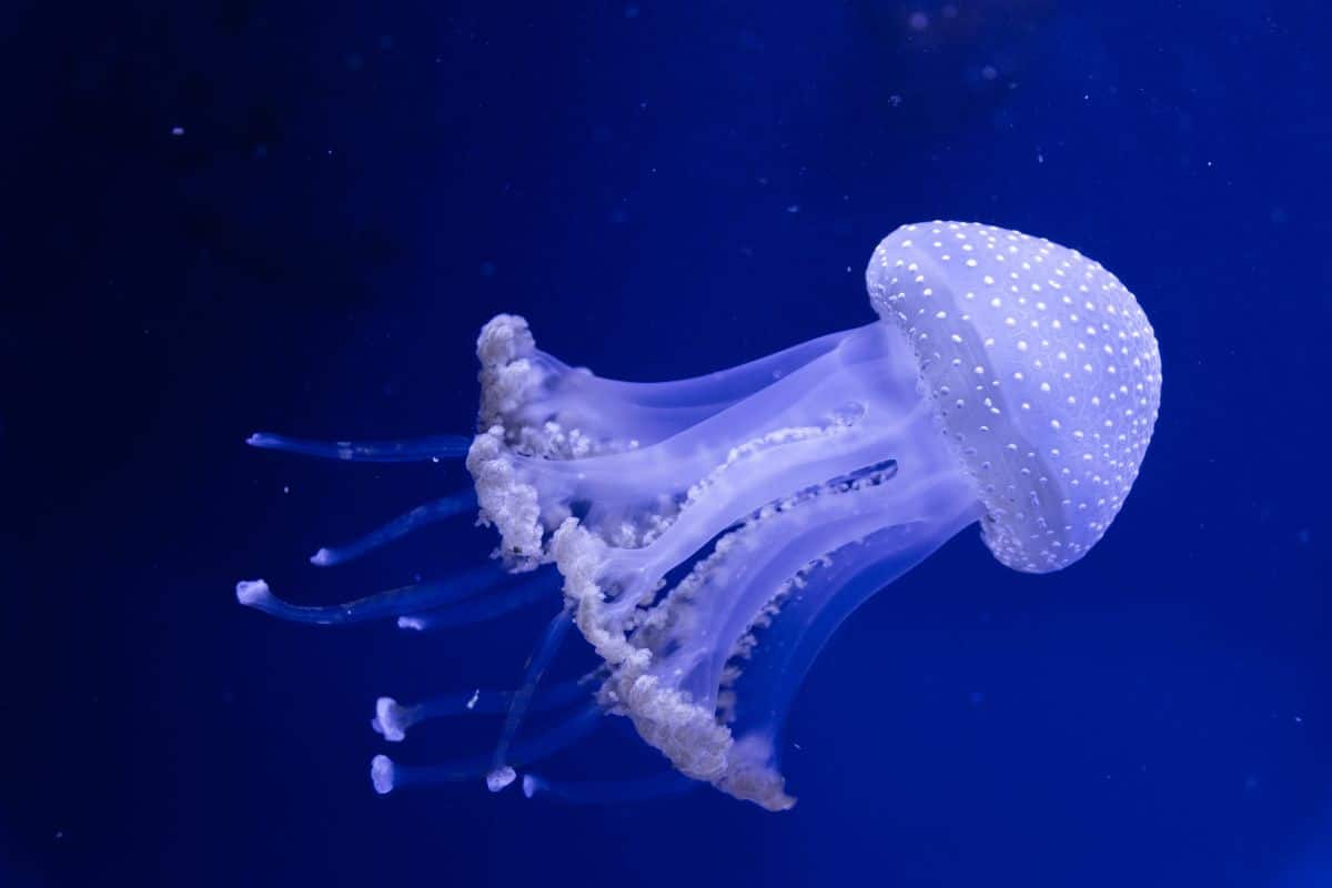 Scientists Film Rare Giant Phantom Jellyfish
