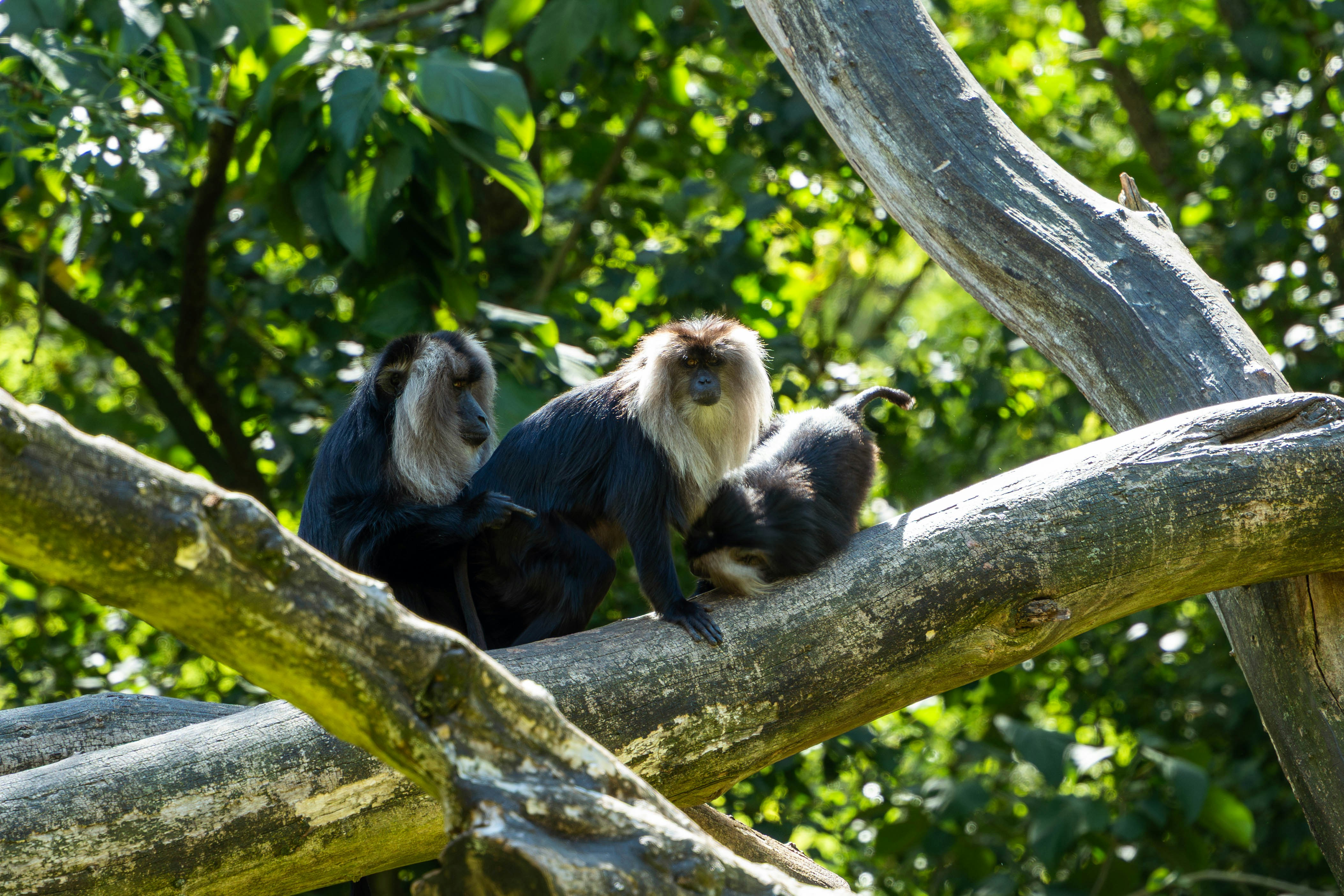 Conservation Status of Lion-tailed Macaque
