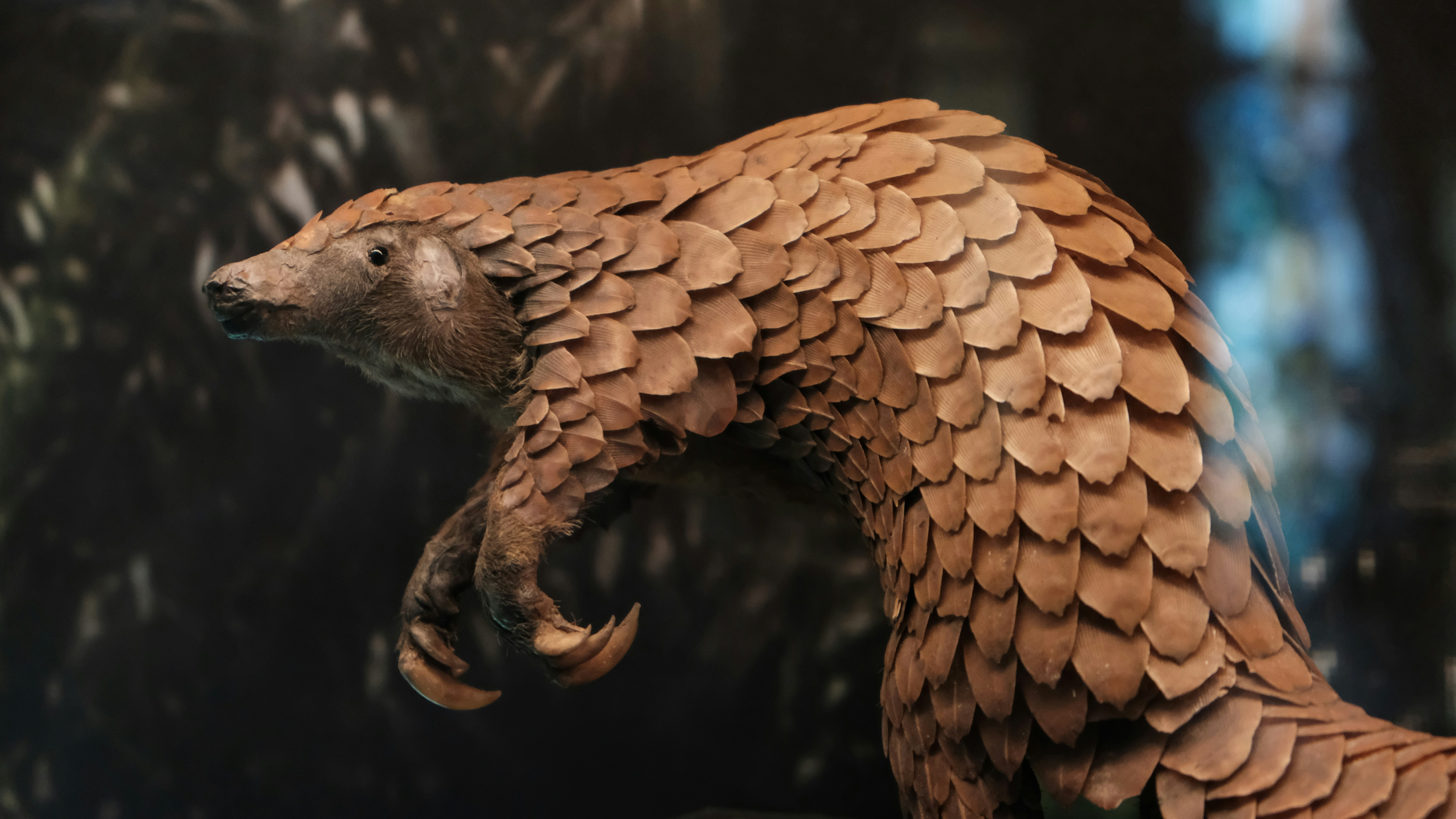 World Pangolin Day