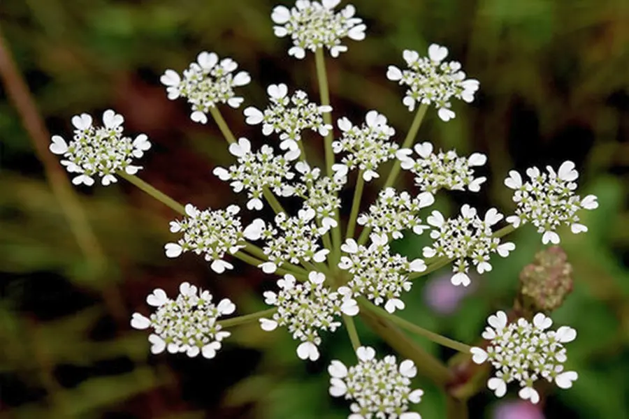 New plant species Tetrataenium paikadae discovered in Eravikulam National Park, Kerala