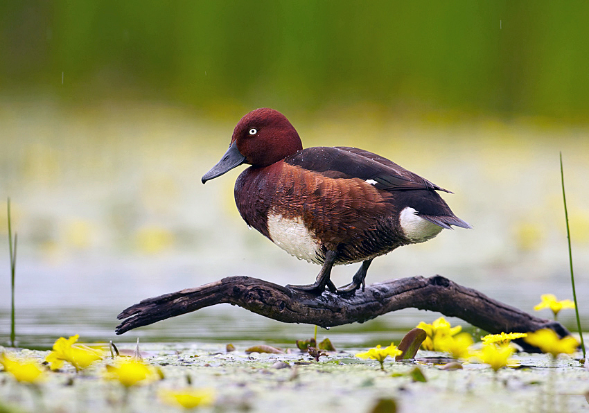 Ferruginous Pochard (Aythya nyroca)
