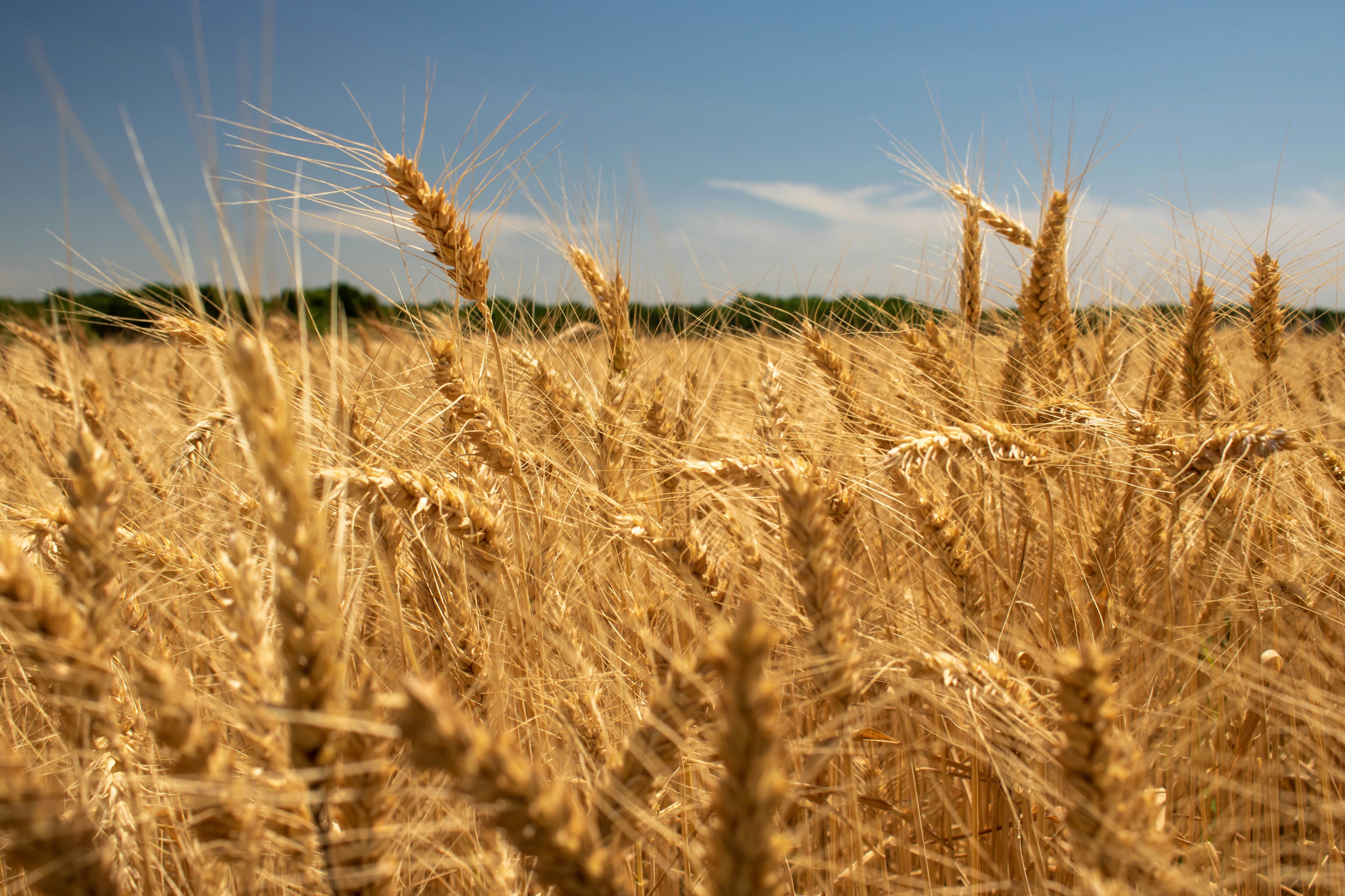 SKUAST-Kashmir Develops Shalimar Wheat-3 and Wheat-4 for Rice–Wheat Rotation