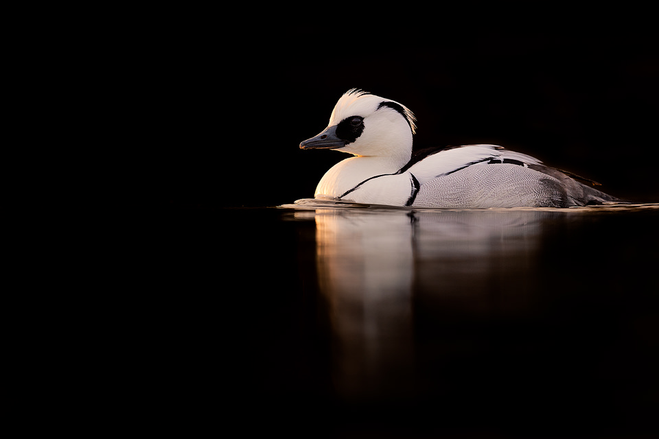 Kaziranga National Park’s 7th Waterbird Census Records First-Ever Smew Sighting