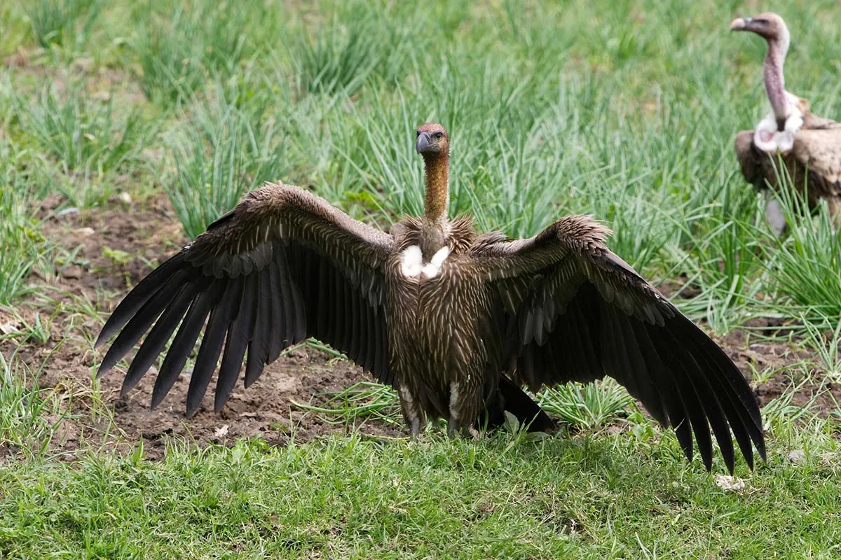 White-rumped Vulture (Gyps bengalensis)