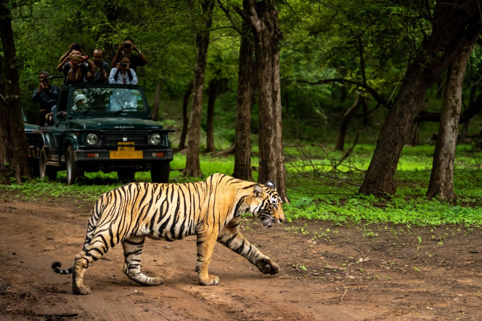 Pilibhit Tiger Reserve, Uttar Pradesh