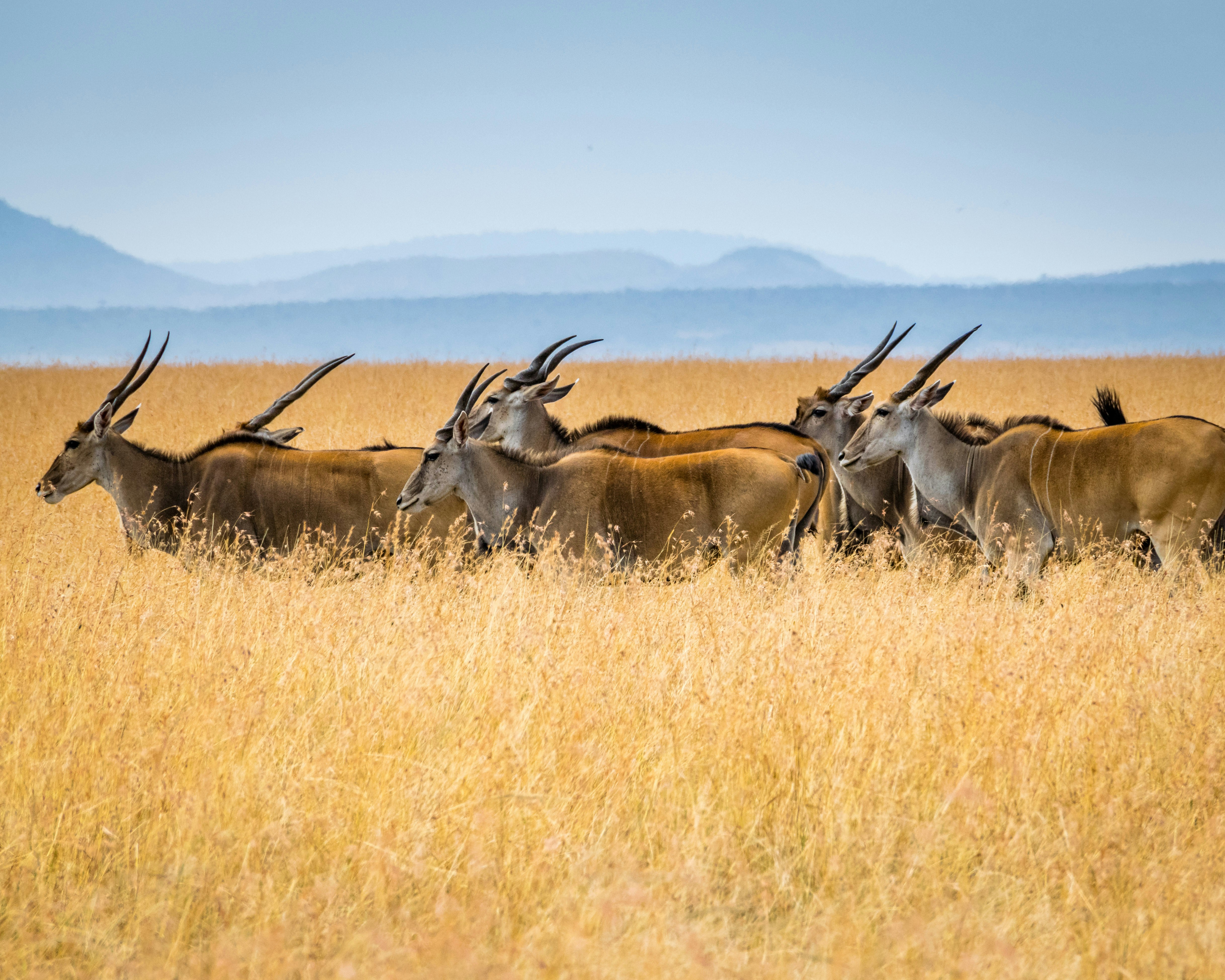 World Wildlife Day 2026