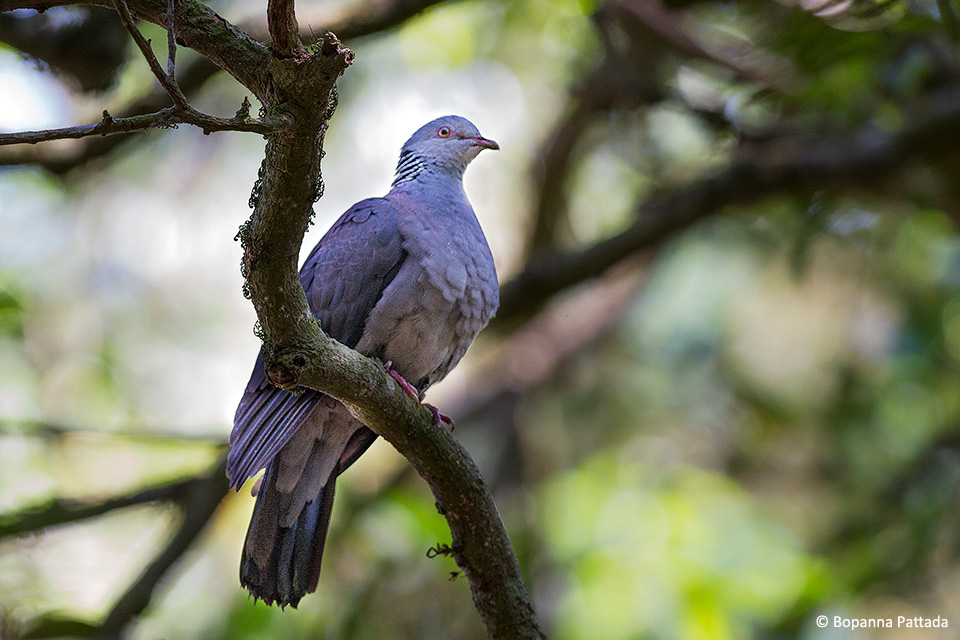 Nilgiris Wood Pigeon (Columba elphinstonii)