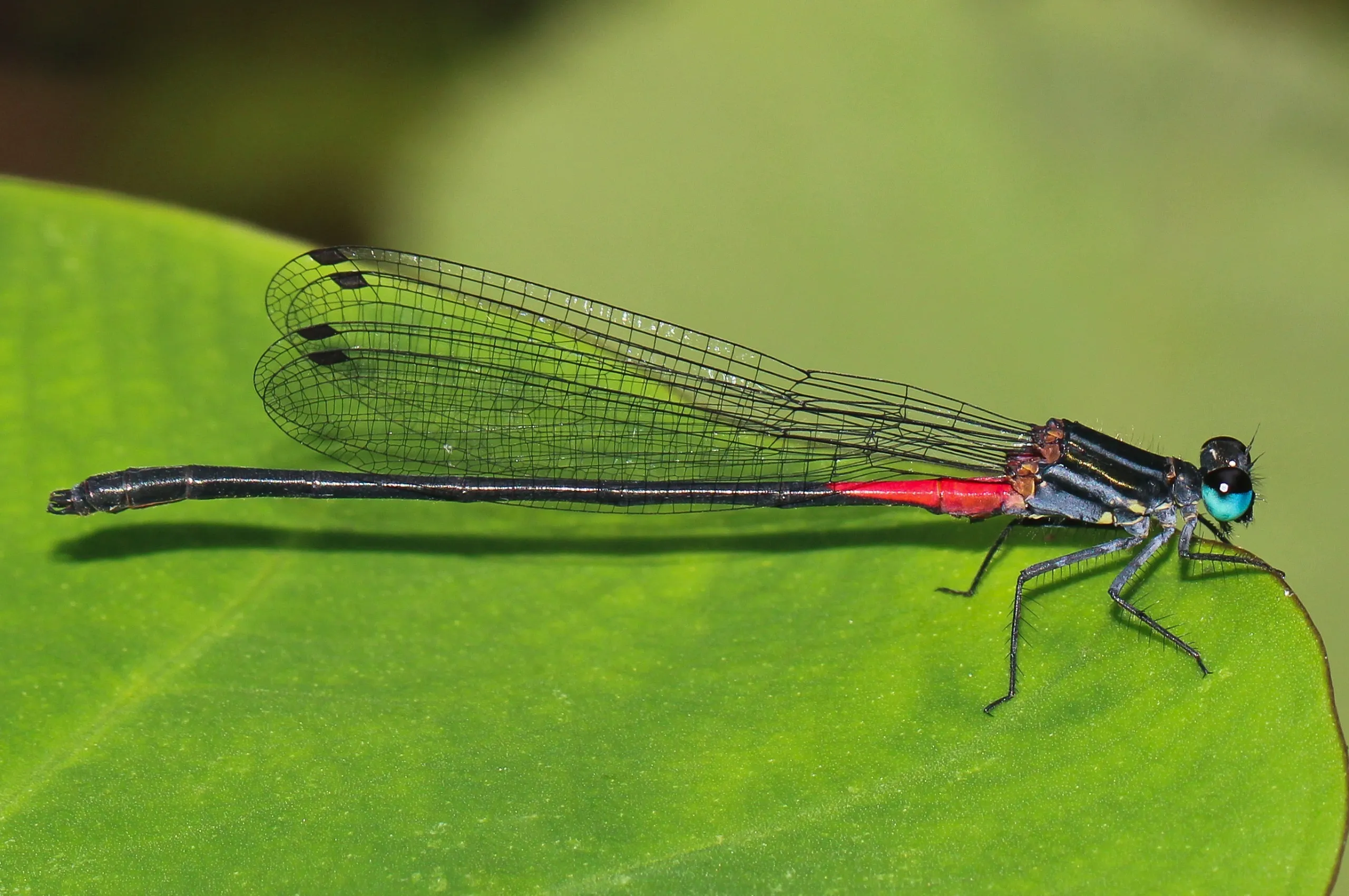 Seven new damselfly species discovered in Arunachal Pradesh and Nagaland