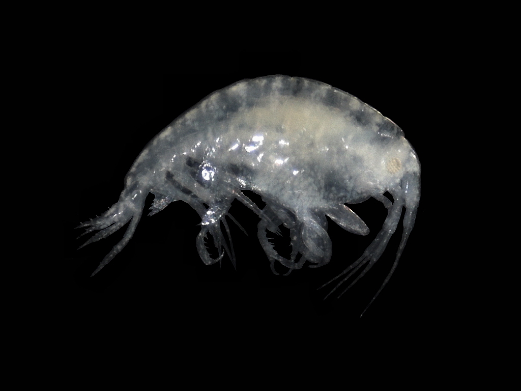 Stenothoe lowryi Recorded in Indian Waters for First Time in Odisha’s Ganjam