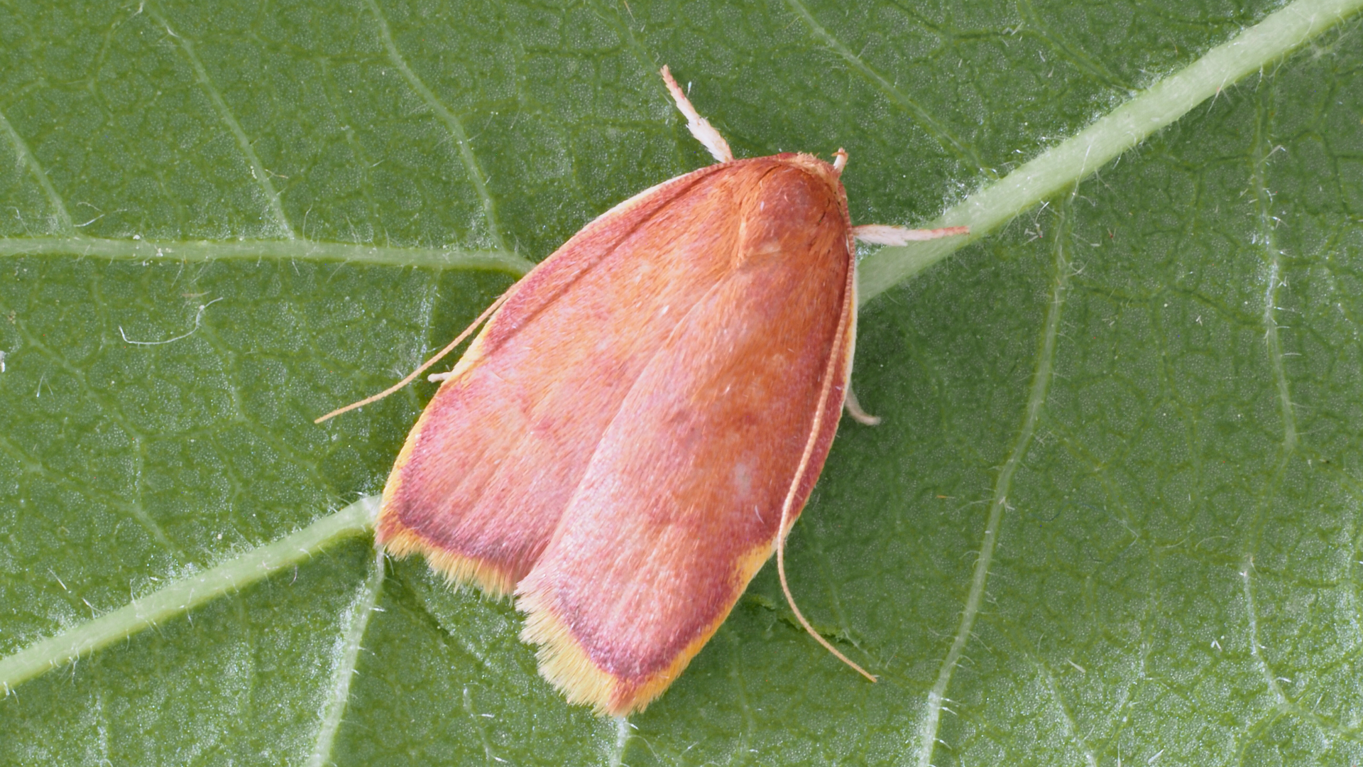 Scientists Identify Two New Lichen Moths Caulocera hollowayi and Asura buxa in Eastern Himalayas