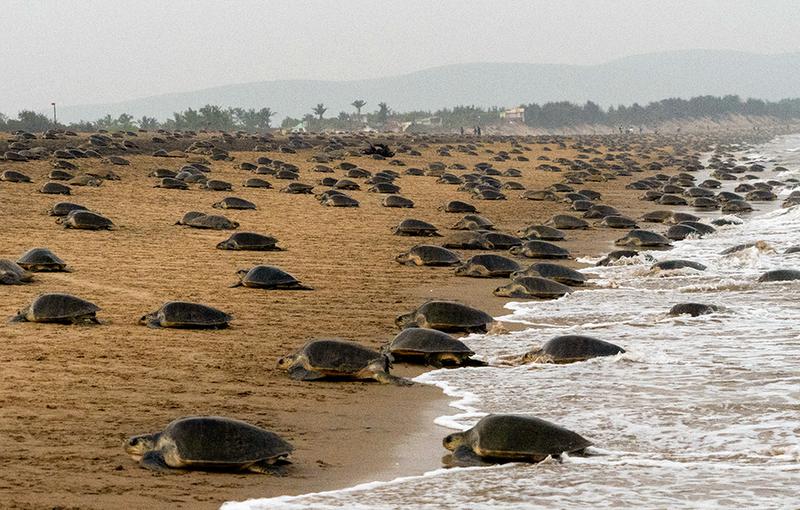 Wildlife Institute of India Studies Turtle Tourism