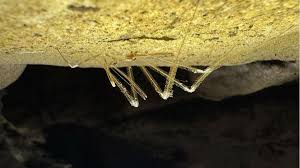 Thread-Legged Assassin Bug Myiophanes kempi