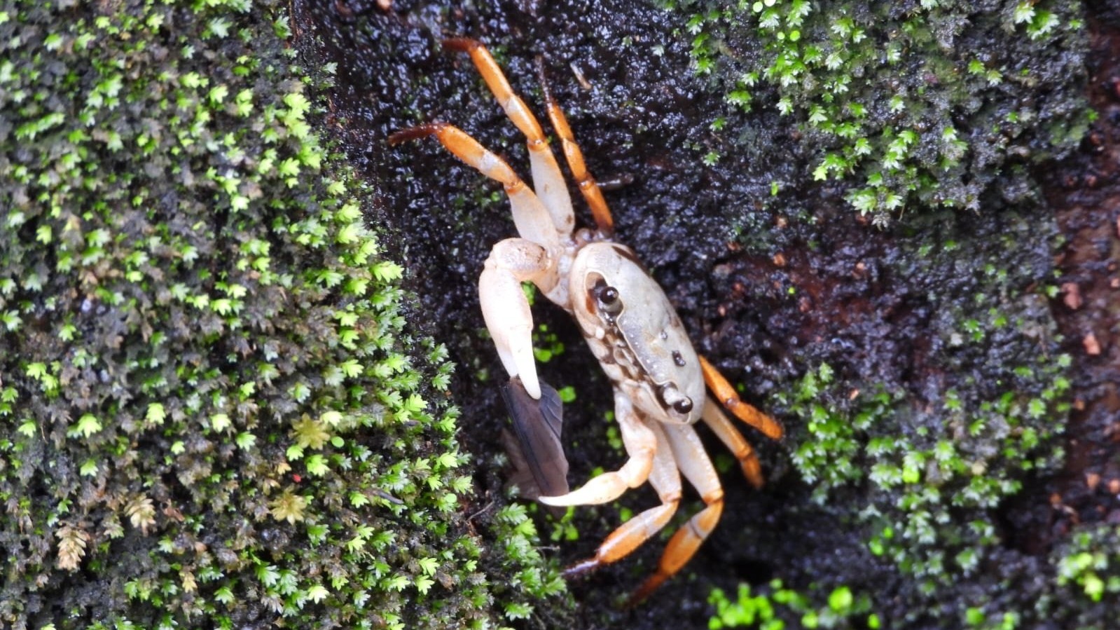 Western Ghats Endemic Crab Vela carli Shows Dual-Sex Traits in Central Western Ghats