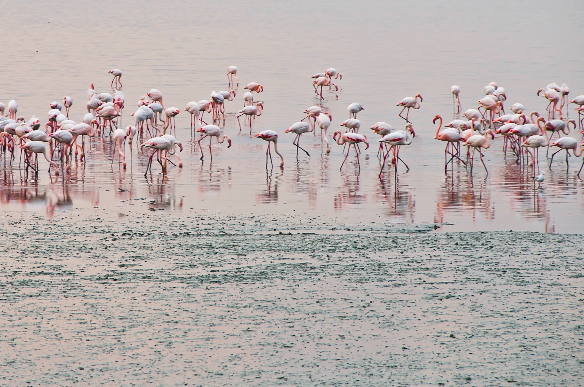 Thane Creek Flamingo Sanctuary, Maharashtra