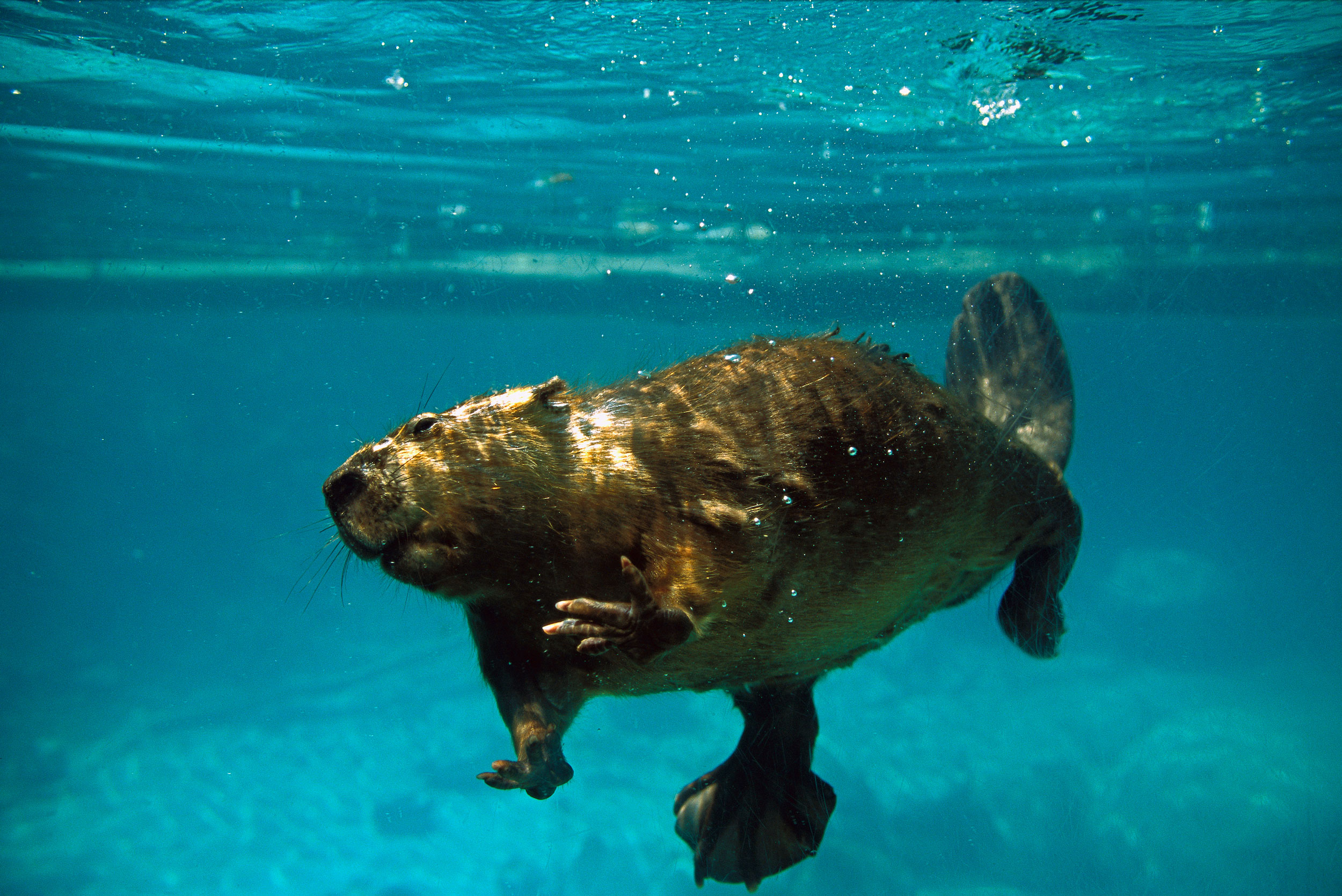 Beaver-Engineered Wetlands in Europe