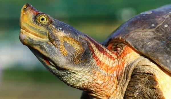 Red-Crowned Roofed Turtle (Batagur kachuga)