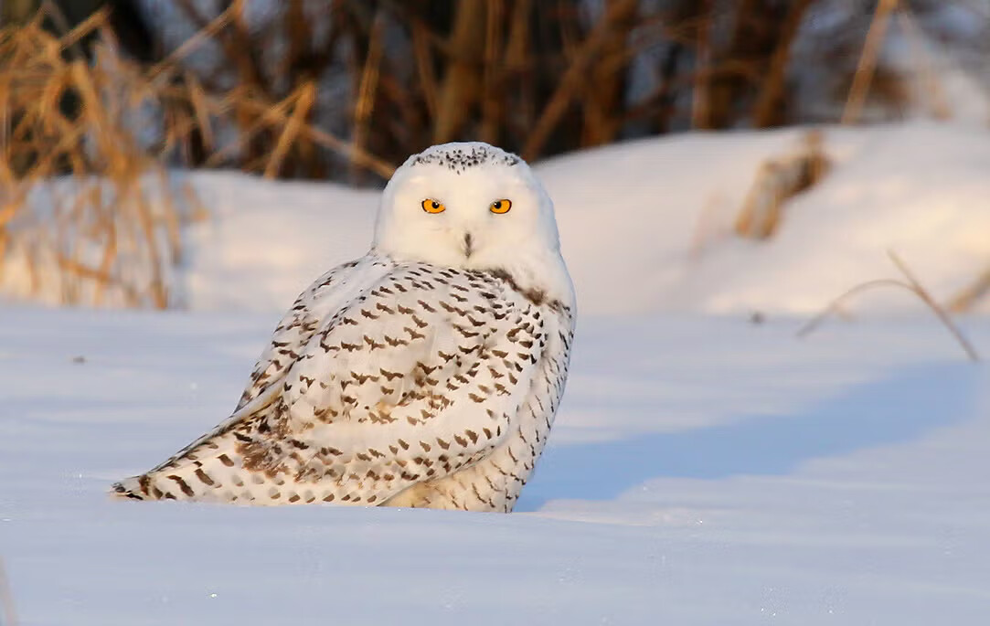 UN Convention Grants International Protection to Snowy Owl