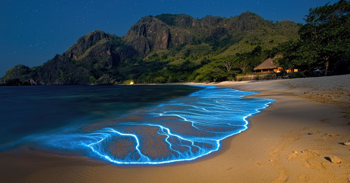 Bioluminescence in India