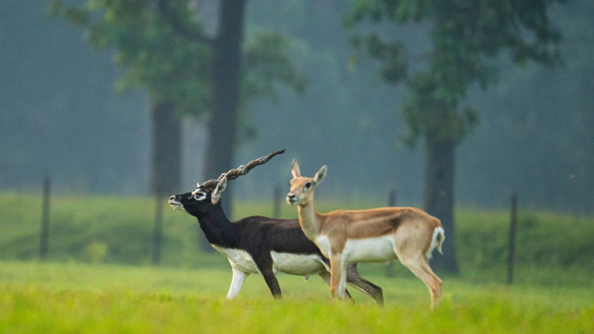 Chhattisgarh Blackbuck Reintroduction